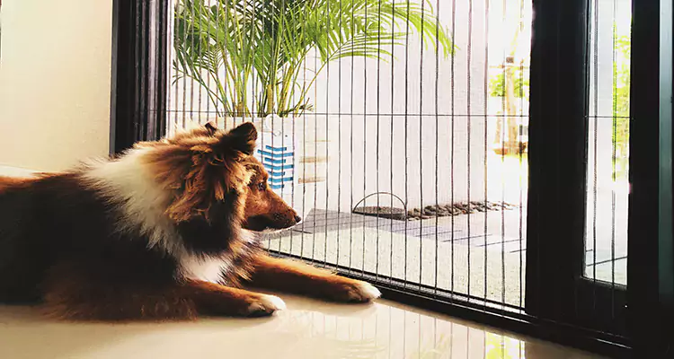 Sliding Screen Pet Door Repair in Bonita Springs, FL