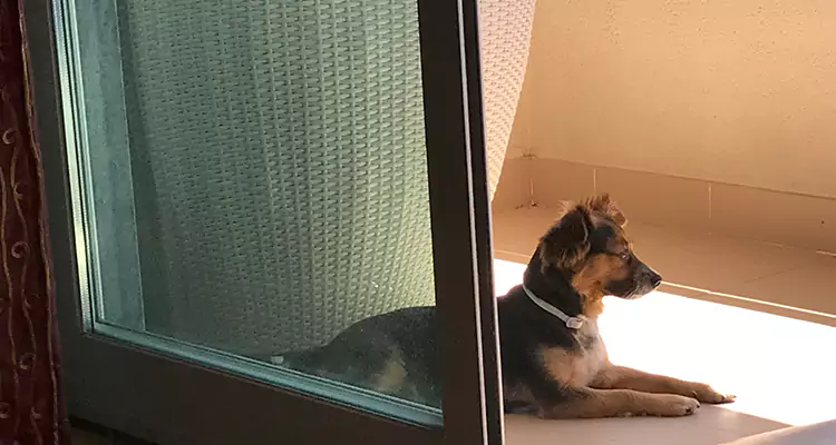 French Door Pet Screen Repair in Bonita Springs, FL